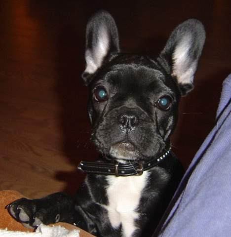 Fransk bulldog freja billede 11