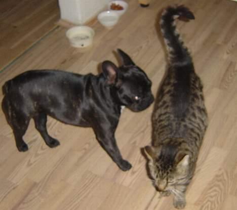 Fransk bulldog freja billede 12