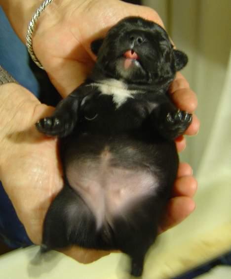 Fransk bulldog freja billede 13