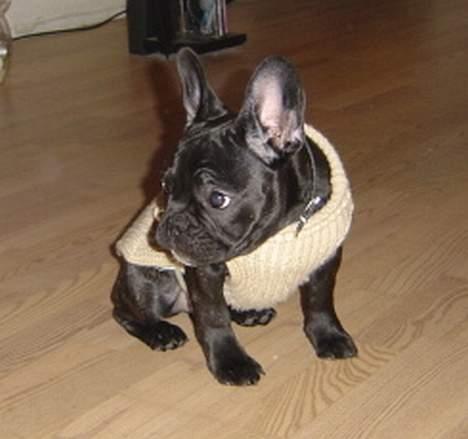 Fransk bulldog freja billede 14