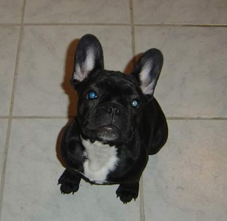 Fransk bulldog freja billede 15