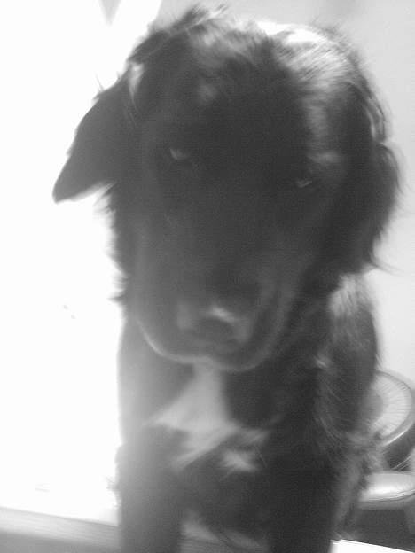 Labrador retriever Line - hvor er du sød tøssen hmm os to 4-ever <33 billede 3