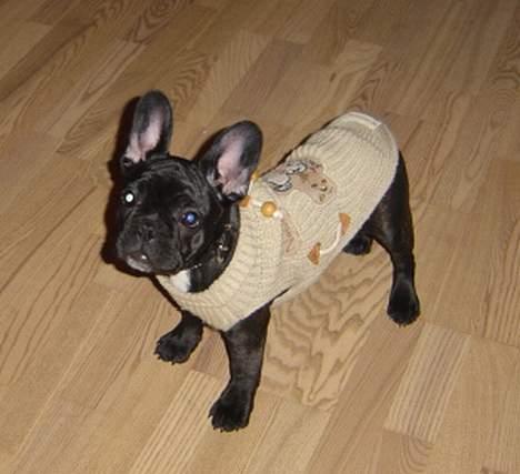 Fransk bulldog freja billede 16