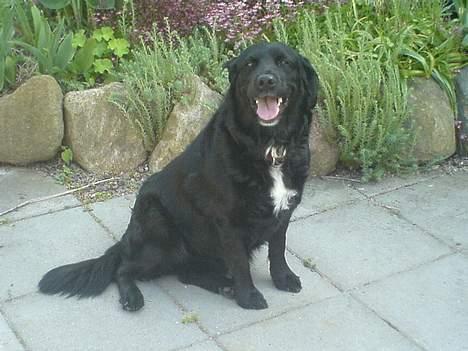 Labrador retriever Line - så kom vi ud igen i varmen kyzZZ elsker diig for altid tøssen og du er mega god til at springe <33 billede 4