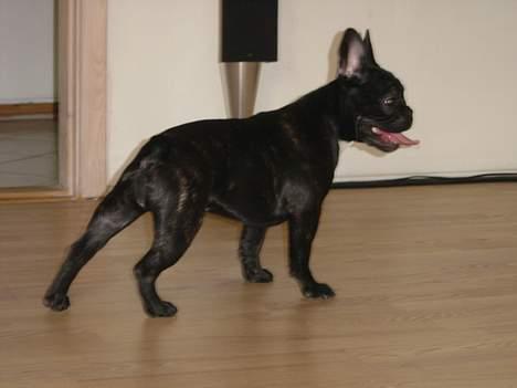 Fransk bulldog freja billede 17