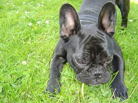 Fransk bulldog freja billede 18