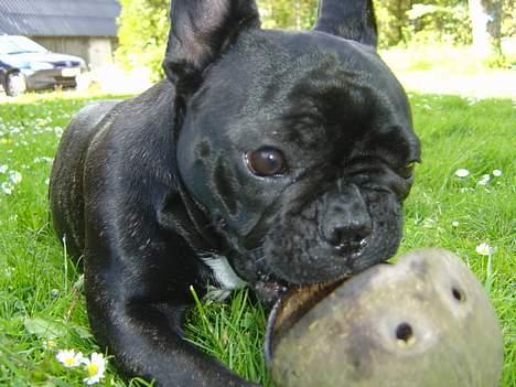 Fransk bulldog freja billede 19