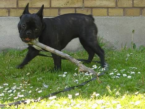 Fransk bulldog freja billede 20