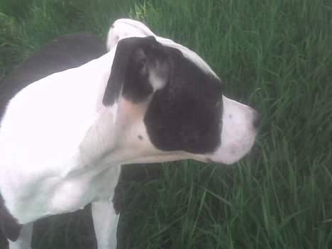 Amerikansk staffordshire terrier liegh billede 20