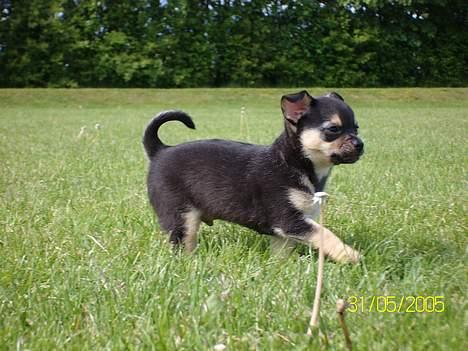 Chihuahua Zimba billede 14