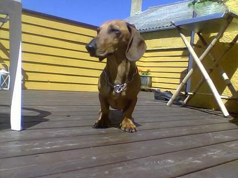 Gravhund Mads - Solen skinner mig altså i øjnene mor! billede 17