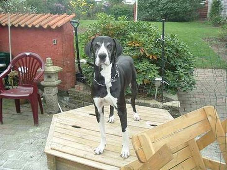Grand danois Thor Solgt :'( - Her bestemmer jeg billede 1