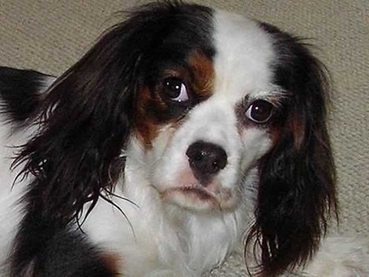 Blanding af racer Mollie R.I.P. - Hej jeg hedder Mollie billede 1