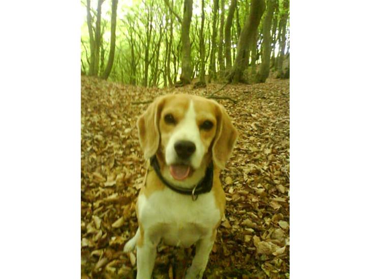 Beagle Sofus (lille Y) billede 1