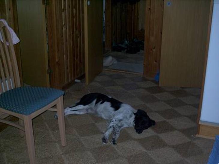 {{currentPhoto.altText}} billede {{currentPhoto.number}}