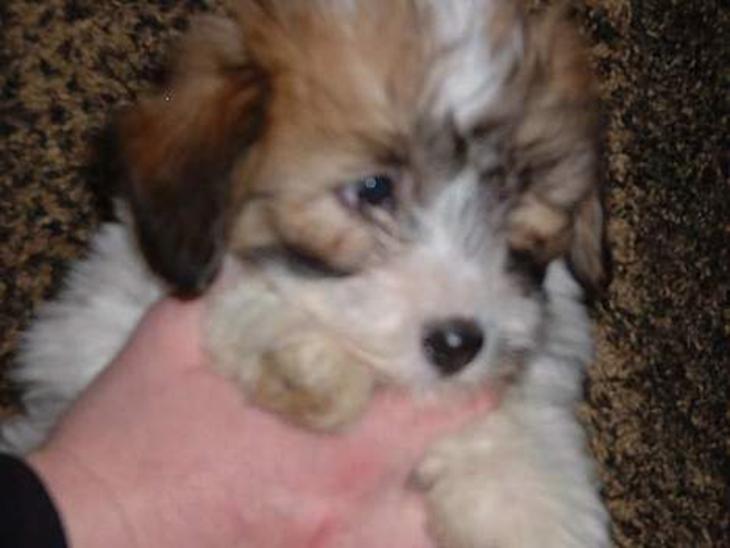 Coton de tulear Romy of gentle mind billede 1