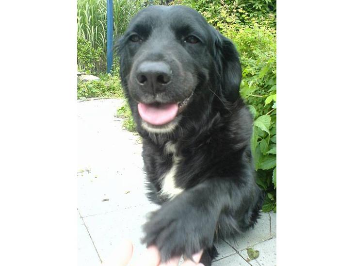 Labrador retriever Line - line miin hund elsker diig os for altid  tøsen<33 miin spring tøs<33  billede 1