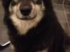 Finsk lapphund Sia