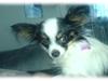 Papillon Sita R.I.P [ Himmelhund]