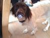 Field Trial spaniel Tulle