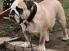 Engelsk bulldog Bjarne