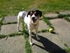 Dansk svensk gaardhund Mimi [ Himmelhund]