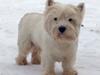 West highland white terrier Audi