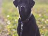 Labrador retriever Mickey