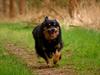 Finsk lapphund Kello Ayla