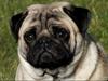 Mops Dexter Himmelhund