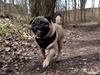 Mops Pelle [ Himmelhund]