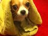 Chihuahua Bella