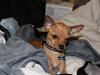 Chihuahua vera
