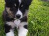 Islandsk fårehund Fibla 