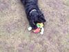 Cocker spaniel Frida