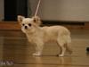 Chihuahua Mighty Heart Born To Be Somebody *Jazzy* 