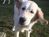 Golden retriever Nova