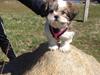 Shih tzu Alma