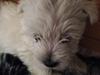 West highland white terrier Arnitslunds Royal Schaggy (Melvin)