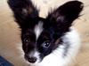 Papillon Luna