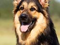 Schæferhund Kenzo