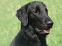 Flat coated retriever Tanima Flatcoats - Catch A Wave  "Homer"
