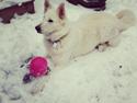 Schæferhund Alfa