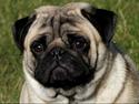 Mops Dexter Himmelhund