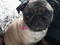 Mops Rosa Himmelhund
