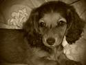Gravhund Cita