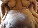 Shar pei Chuck Norris