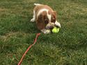 Welsh springer spaniel ELEGANCE ( NALA )