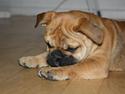 Olde english bulldogge Bulltok´s YOGI