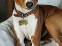 Basenji Molly
